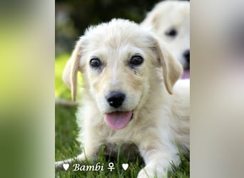 Baja, Badu, Bambi, Scorpio und   Brownie suchen ab August ein Zuhause