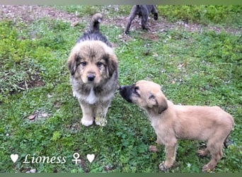 Sechs wunderschöne Mischlinge suchen ein Zuhause