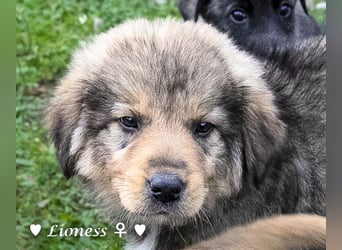 Sechs wunderschöne Mischlinge suchen ein Zuhause