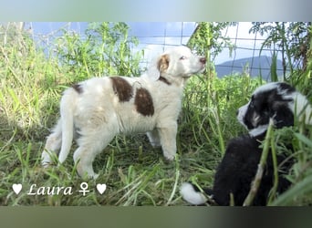 Sechs wunderschöne Mischlinge suchen ein Zuhause