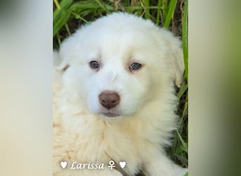 Sechs wunderschöne Mischlinge suchen ein Zuhause