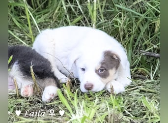 Sechs wunderschöne Mischlinge suchen ein Zuhause