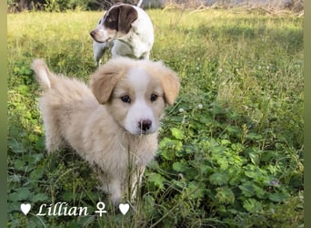 Fünf wunderschöne Mädels suchen ein Zuhause