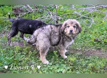 Sechs wunderschöne Mischlinge suchen ein Zuhause