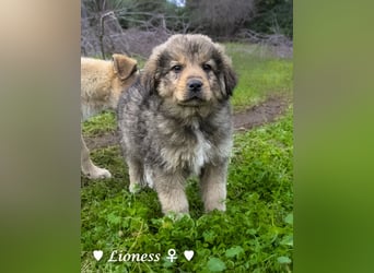 Sechs wunderschöne Mischlinge suchen ein Zuhause