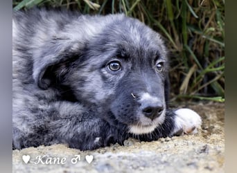 Kane sucht ein Zuhause