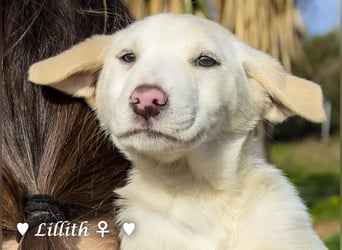 Fünf wunderschöne Mädels suchen ein Zuhause