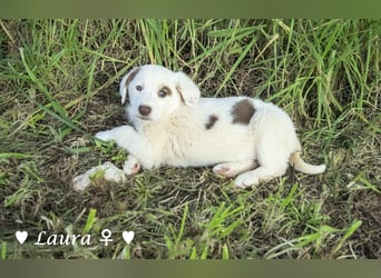 Sechs wunderschöne Mischlinge suchen ein Zuhause