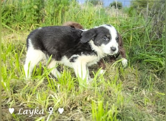 Sechs wunderschöne Mischlinge suchen ein Zuhause