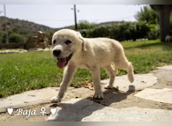 Baja, Badu, Bambi, Scorpio und   Brownie suchen ab August ein Zuhause
