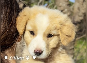 Fünf wunderschöne Mädels suchen ein Zuhause