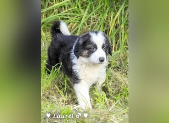 Sechs wunderschöne Mischlinge suchen ein Zuhause