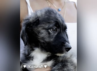 Kane sucht ein Zuhause