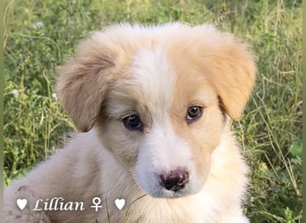 Fünf wunderschöne Mädels suchen ein Zuhause