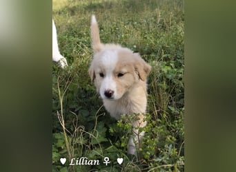 Fünf wunderschöne Mädels suchen ein Zuhause