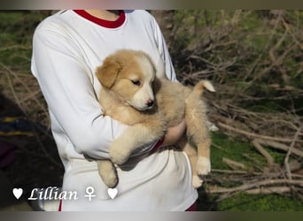 Fünf wunderschöne Mädels suchen ein Zuhause
