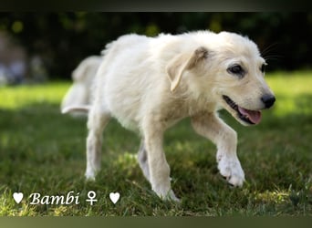 Baja, Badu, Bambi, Scorpio und   Brownie suchen ab August ein Zuhause