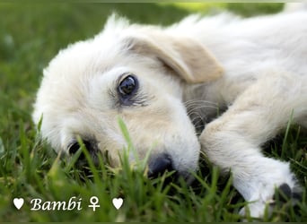 Baja, Badu, Bambi, Scorpio und   Brownie suchen ab August ein Zuhause
