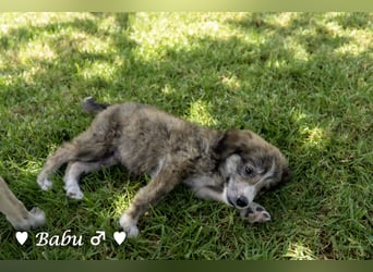 Baja, Badu, Bambi, Scorpio und   Brownie suchen ab August ein Zuhause