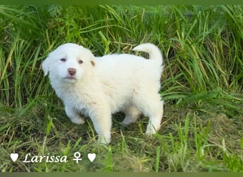 Sechs wunderschöne Mischlinge suchen ein Zuhause