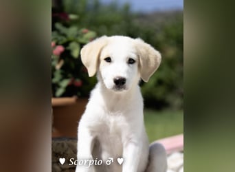Baja, Badu, Bambi, Scorpio und   Brownie suchen ab August ein Zuhause