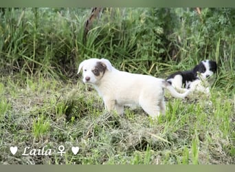 Sechs wunderschöne Mischlinge suchen ein Zuhause