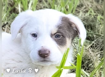 Sechs wunderschöne Mischlinge suchen ein Zuhause