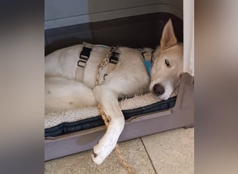 Perla: perfekter Partner für Hundesport-Freunde