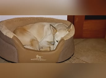 Perla: perfekter Partner für Hundesport-Freunde