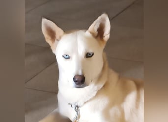 Perla: perfekter Partner für Hundesport-Freunde