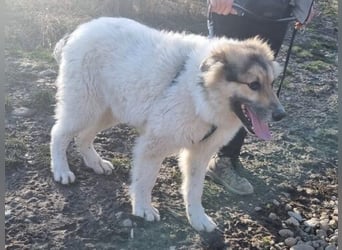 Matty 60 cm geb. 04/2023