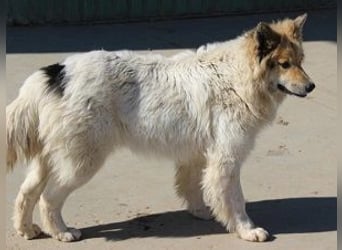 Matty 60 cm geb. 04/2023