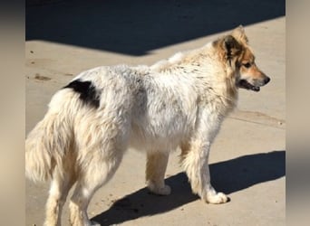 Matty 60 cm geb. 04/2023