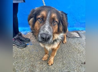 LEVIS der menschenbozogene Hund