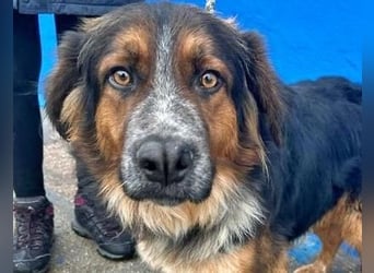 LEVIS der menschenbozogene Hund