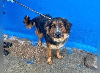 LEVIS der menschenbozogene Hund