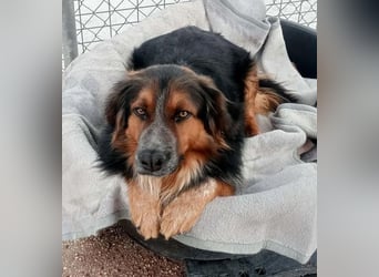 LEVIS der menschenbozogene Hund