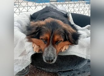 LEVIS der menschenbozogene Hund