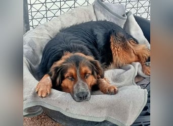 LEVIS der menschenbozogene Hund