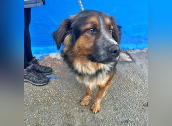 LEVIS der menschenbozogene Hund