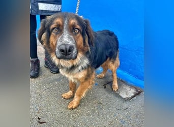 LEVIS der menschenbozogene Hund