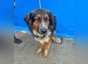 LEVIS der menschenbozogene Hund