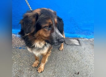 LEVIS der menschenbozogene Hund