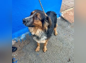 LEVIS der menschenbozogene Hund