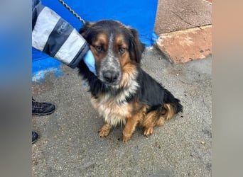 LEVIS der menschenbozogene Hund