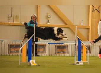 Maori's Hei Toki -  BlackTri Australian Shepherd Deckrüde DNA-VP, RF, BH -VT, RO3, ROIC, Agi A2