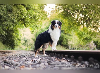 Maori's Hei Toki -  BlackTri Australian Shepherd Deckrüde DNA-VP, RF, BH -VT, RO3, ROIC, Agi A2