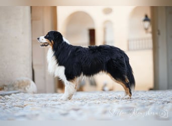 Maori's Hei Toki -  BlackTri Australian Shepherd Deckrüde DNA-VP, RF, BH -VT, RO3, ROIC, Agi A2