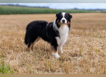 Maori's Hei Toki -  BlackTri Australian Shepherd Deckrüde DNA-VP, RF, BH -VT, RO3, ROIC, Agi A2