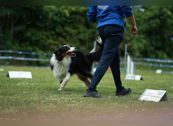 Maori's Hei Toki -  BlackTri Australian Shepherd Deckrüde DNA-VP, RF, BH -VT, RO3, ROIC, Agi A2